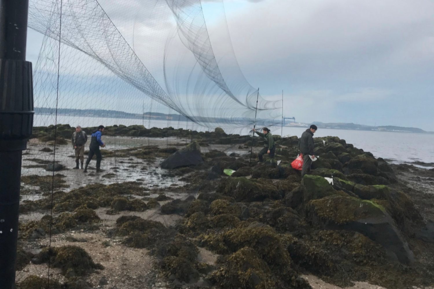 Colour Ringing Projects Clyde Ringing Group