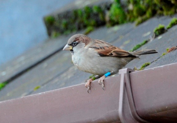 Colour Ringing Birds Bird watching in Partick & Thornwood – Clyde Ringing Group